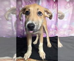 Small Photo #4 Labrador Retriever-Unknown Mix Puppy For Sale in Lakewood, CO, USA