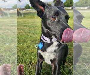 Medium Australian Kelpie Mix