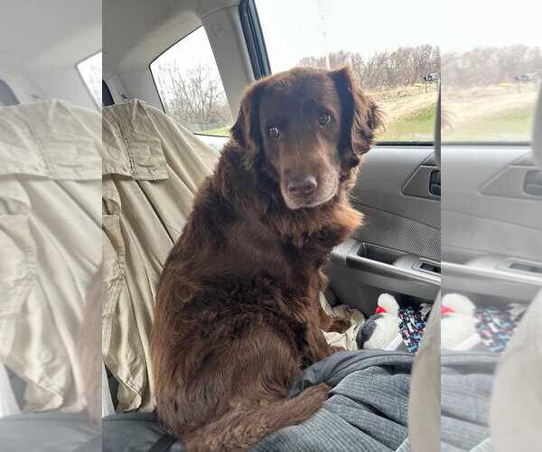 Medium Photo #4 Labrador Retriever-Unknown Mix Puppy For Sale in Minneapolis, MN, USA