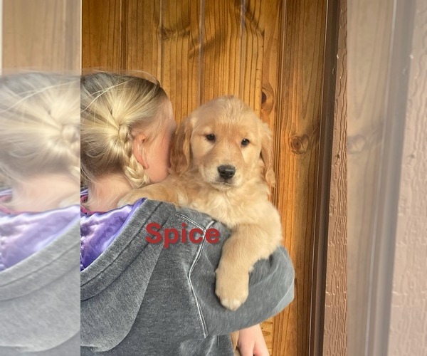 Medium Photo #7 Golden Retriever Puppy For Sale in BURNS, KS, USA