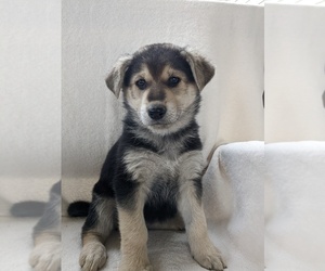 German Shepherd Dog Puppy for sale in AUBURN, KY, USA