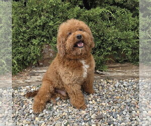 Poodle (Miniature) Dogs for adoption in Albuquerque, NM, USA