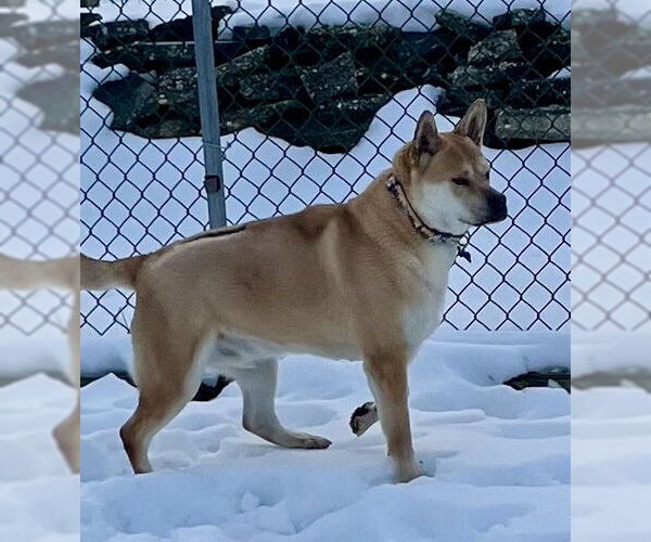 Medium Photo #5 Chow Chow-Unknown Mix Puppy For Sale in Spring Lake, NJ, USA