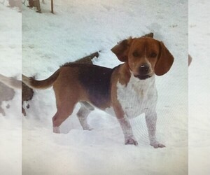 Father of the Beagle puppies born on 07/24/2026