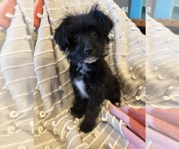 Medium Photo #1 YorkiePoo Puppy For Sale in LAWRENCE, MI, USA