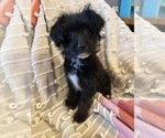 Small Photo #1 YorkiePoo Puppy For Sale in LAWRENCE, MI, USA