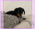 Small Photo #6 Cavapoo-Yorkshire Terrier Mix Puppy For Sale in EL RENO, OK, USA