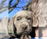 Small #10 Labrador Retriever