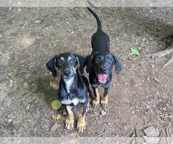 Medium Photo #3 Mutt Puppy For Sale in McCormick, SC, USA