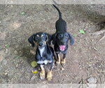 Small #2 Mutt