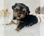 Small #38 Yorkshire Terrier