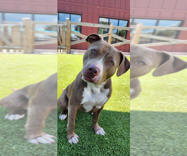 Medium Photo #2 American Pit Bull Terrier Puppy For Sale in Chestertown, MD, USA