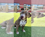 Small #1 American Pit Bull Terrier