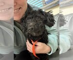 Small Photo #2 Poodle (Miniature)-Unknown Mix Puppy For Sale in Boise, ID, USA
