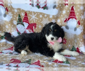 Bernedoodle (Miniature) Puppy for sale in LANCASTER, PA, USA
