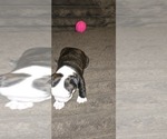 Small #1 Boston Terrier