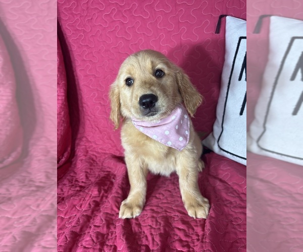 Medium Photo #2 Golden Retriever Puppy For Sale in GREENFIELD, IN, USA