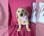 Small #1 Golden Retriever