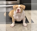 Small #3 American Bully