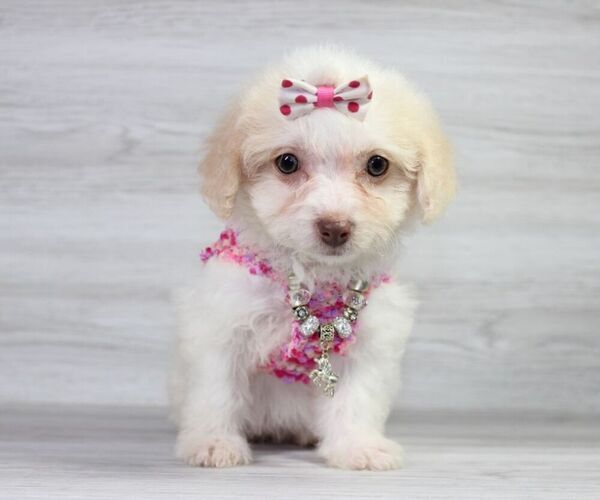 Medium Photo #19 Maltipoo Puppy For Sale in LAS VEGAS, NV, USA