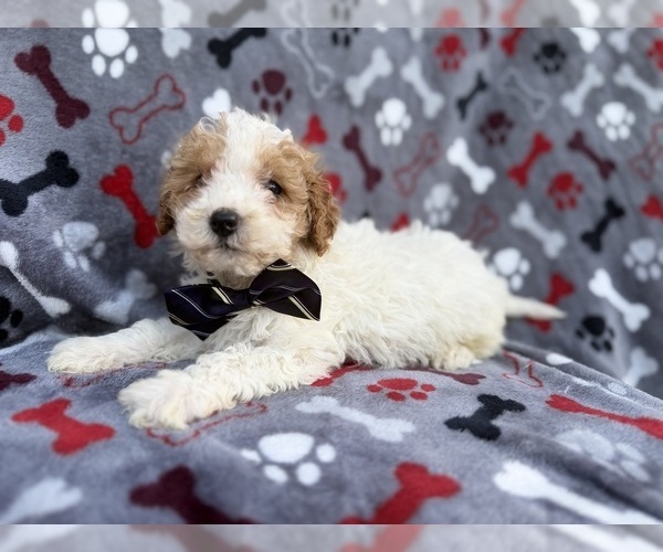 Medium Photo #4 Cavapoo (Miniature) Puppy For Sale in LAKELAND, FL, USA