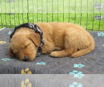 Small #3 Golden Retriever