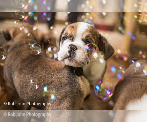 Medium Photo #10 Bulldog Puppy For Sale in STRAFFORD, MO, USA