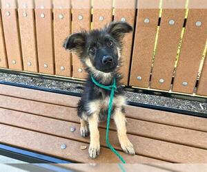 Medium German Shepherd Dog