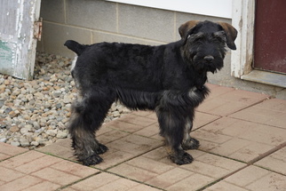 Schnauzer (Giant) Puppy for sale in FREDERICKSBURG, OH, USA
