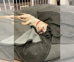 Small #5 American Bulldog-French Bulldog Mix