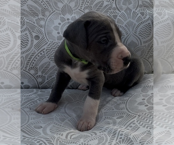 Medium Photo #1 Great Dane Puppy For Sale in MARSHVILLE, NC, USA