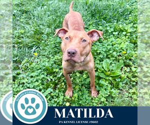 American Pit Bull Terrier-Unknown Mix Dogs for adoption in Kimberton, PA, USA