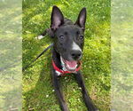 Small #1 American Pit Bull Terrier Mix