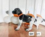 Small Photo #3 German Shorthaired Pointer Puppy For Sale in NORWAY, SC, USA