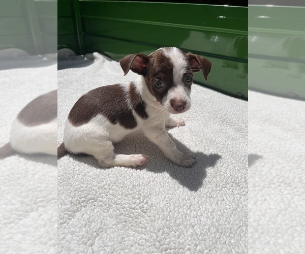 Medium Photo #5 Jack Chi Puppy For Sale in SAINT AUGUSTINE, FL, USA