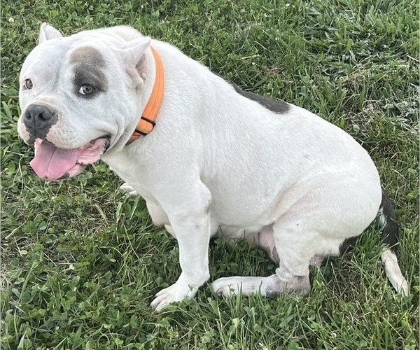 Medium Photo #1 American Bully Puppy For Sale in GREENWOOD, IN, USA