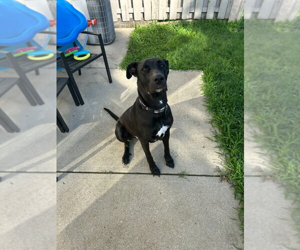 Medium Photo #1 German Shepherd Dog-Great Dane Mix Puppy For Sale in Bullard, TX, USA