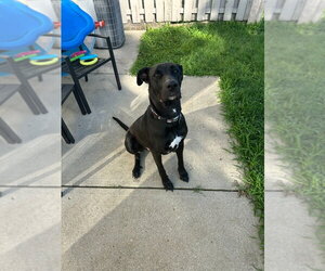German Shepherd Dog-Great Dane Mix Dogs for adoption in Bullard, TX, USA