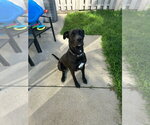 Small German Shepherd Dog-Great Dane Mix