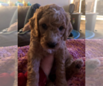 Small Photo #7 Aussiedoodle Puppy For Sale in COMMERCE, MI, USA
