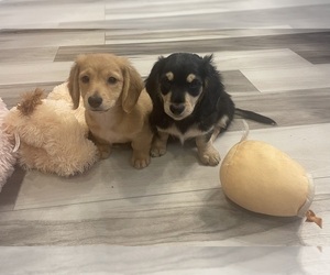 Dachshund Puppy for sale in GUTHRIE, KY, USA