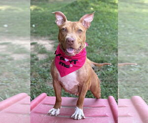 Medium American Pit Bull Terrier Mix