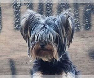 Mother of the Yorkshire Terrier puppies born on 03/04/2023