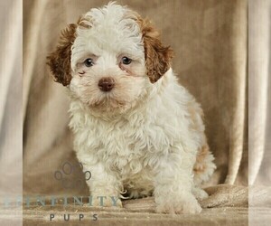 ShihPoo Puppy for sale in GORDONVILLE, PA, USA