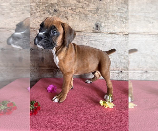 Medium Photo #12 Boxer Puppy For Sale in VERMONTVILLE, MI, USA
