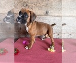 Small #11 Boxer