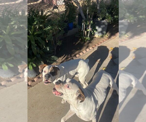 Medium Photo #3 Boxer Puppy For Sale in Dana Point, CA, USA