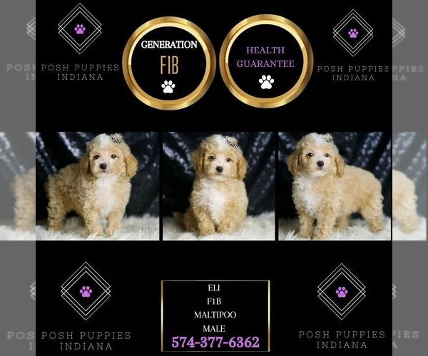 Medium Photo #2 Maltipoo Puppy For Sale in WARSAW, IN, USA