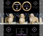 Small #1 Maltipoo