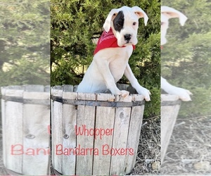 Boxer Puppy for sale in MURRAY, KY, USA